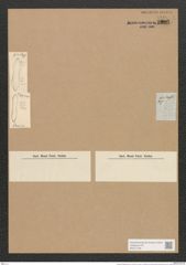 Nitzschia marginulata Grun. (de-Toni-Nr.: Genus 47, Species 2016) Zeichnungen Sammlung Grunow Nr. 3988 (NHMW-BOT-W0371769)